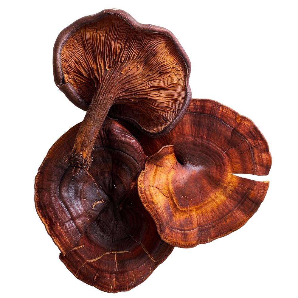 Houba Reishi