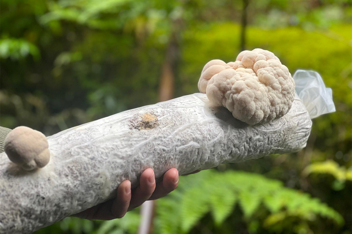 Co dělají dřevokazné houby v těle a proč se jich moderní medicína začíná víc všímat?